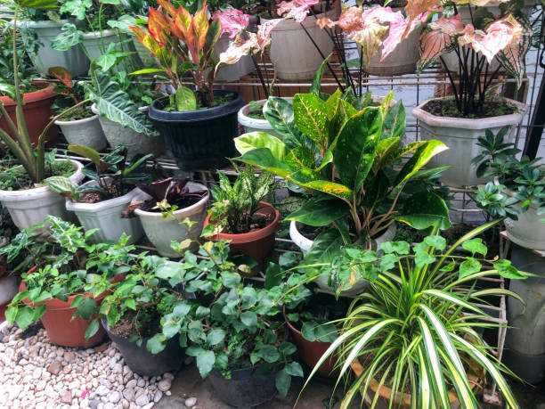 istock bunch of outdoor plants 1796000503