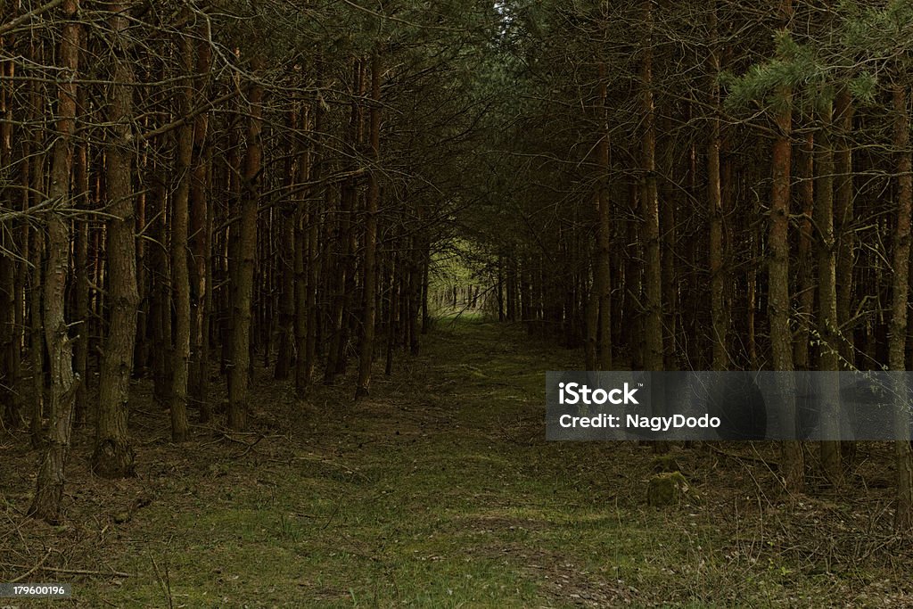 Terreno strada nella foresta - Foto stock royalty-free di Agricoltura