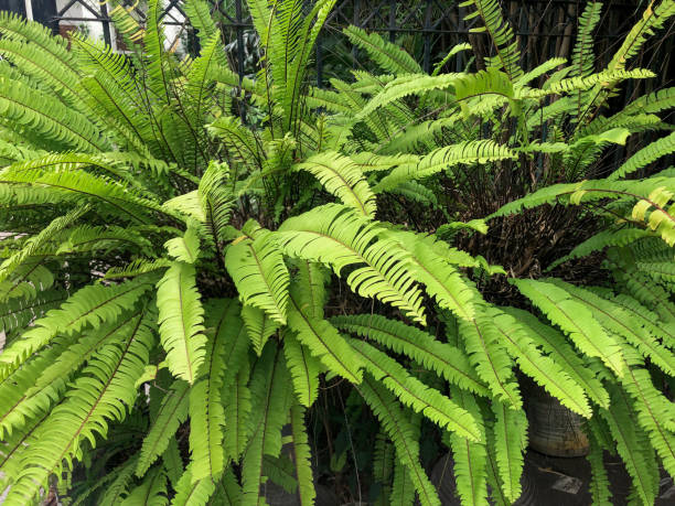 istock bunch of outdoor plants 1796002583