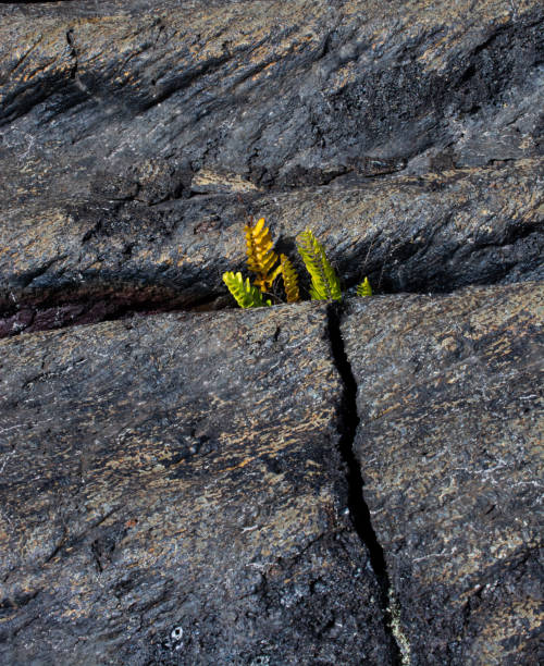 istock Resilience - Green Shoots 1796003093