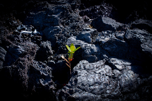 Green shoots of plants growing up through black lava rock