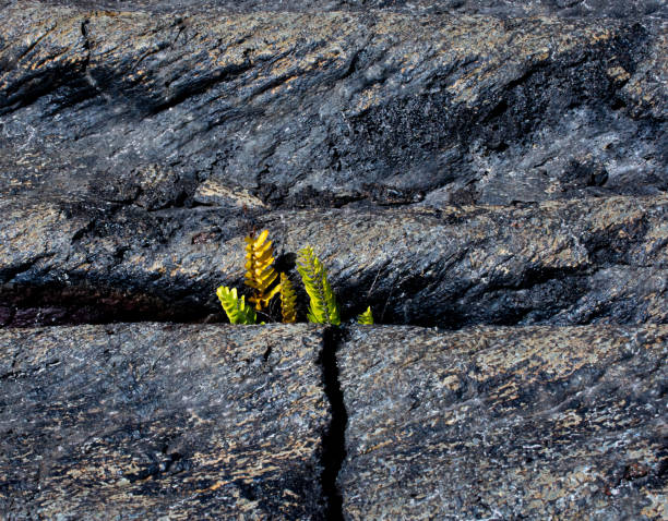 istock Resilience - Green Shoots 1796005218