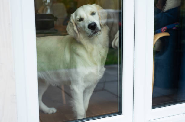 istock Golden retriever dog looking through window 1796013579