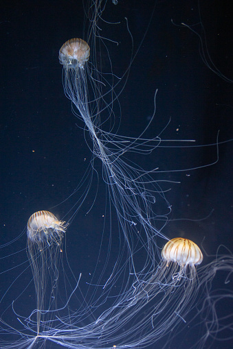 Japanese sea nettle Jellyfish swimming around