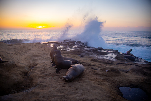 Sea Lions resting on the rocks with waves crashing