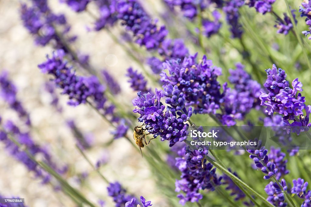 Flores de lavanda e uma abelha - Foto de stock de Abelha royalty-free
