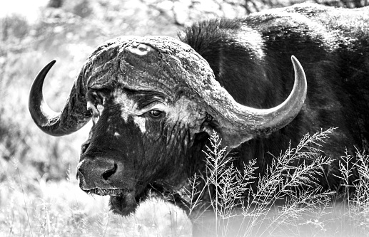 Wild Buffalo close ups in Kruger National Park, South Africa. High quality photo