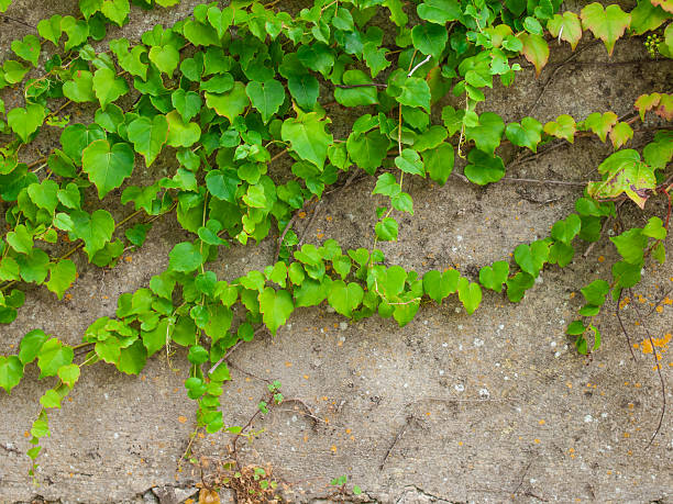 istock climbing plant against old wall 179602608