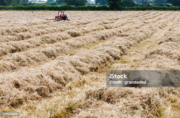 Foto de Hay Meadow e mais fotos de stock de Agricultor - Agricultor, Agricultura, Campo