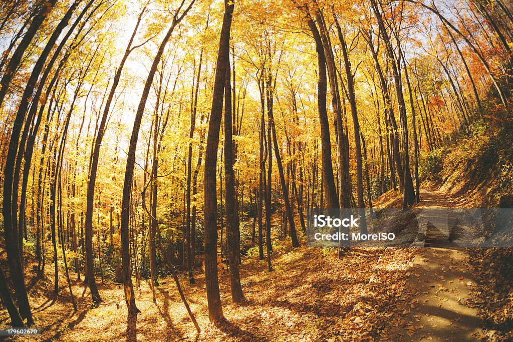 Foresta in autunno colorato - Foto stock royalty-free di Albero
