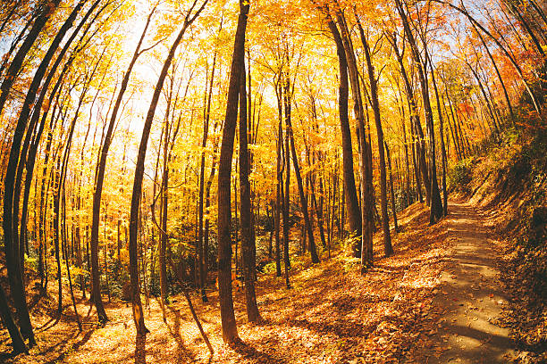 colorida floresta no outono - great smoky mountains great smoky mountains national park tree group of objects - fotografias e filmes do acervo