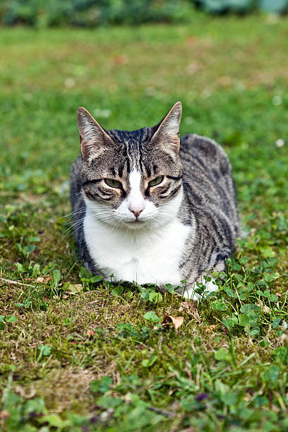 istock cute cat in the garden 179603032