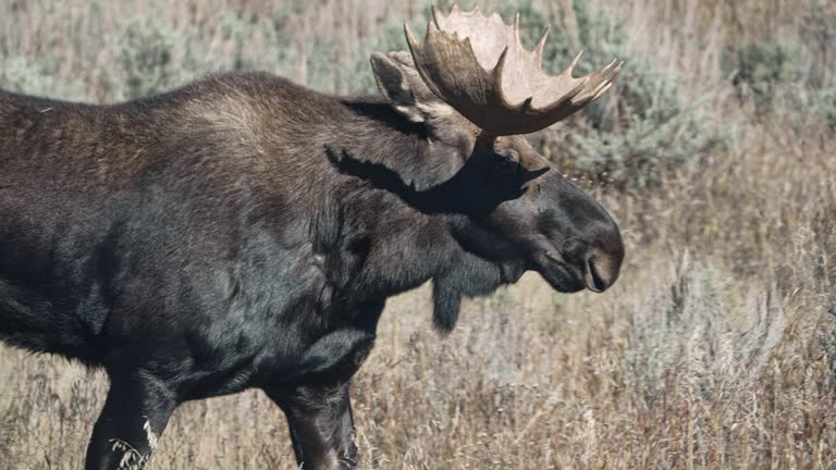 Close up view of a Wyoming Bull Moose