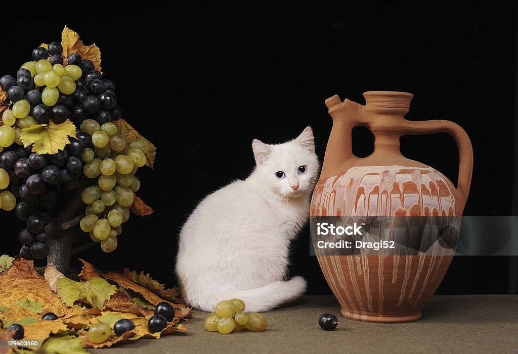 Gato branco posando - Foto de stock de Animal royalty-free