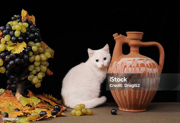 Foto de Gato Branco Posando e mais fotos de stock de Animal - Animal, Animal doméstico, Arte
