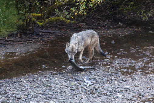 A Coastal Gray Wolf picks up a Pink Salmon from a gravel bar on Fish Creek.