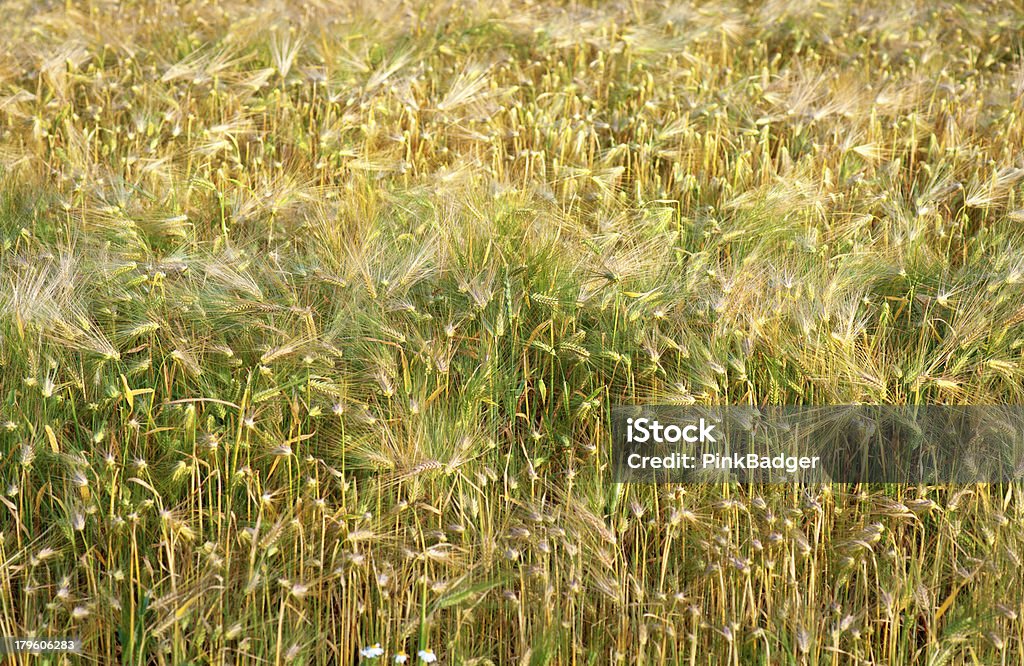 小麦のフィールド - 人物なしのロイヤリティフリーストックフォト