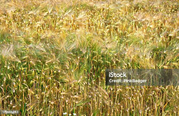 小麦のフィールド - 人物なしのストックフォトや画像を多数ご用意 - 人物なし, 作物, 写真