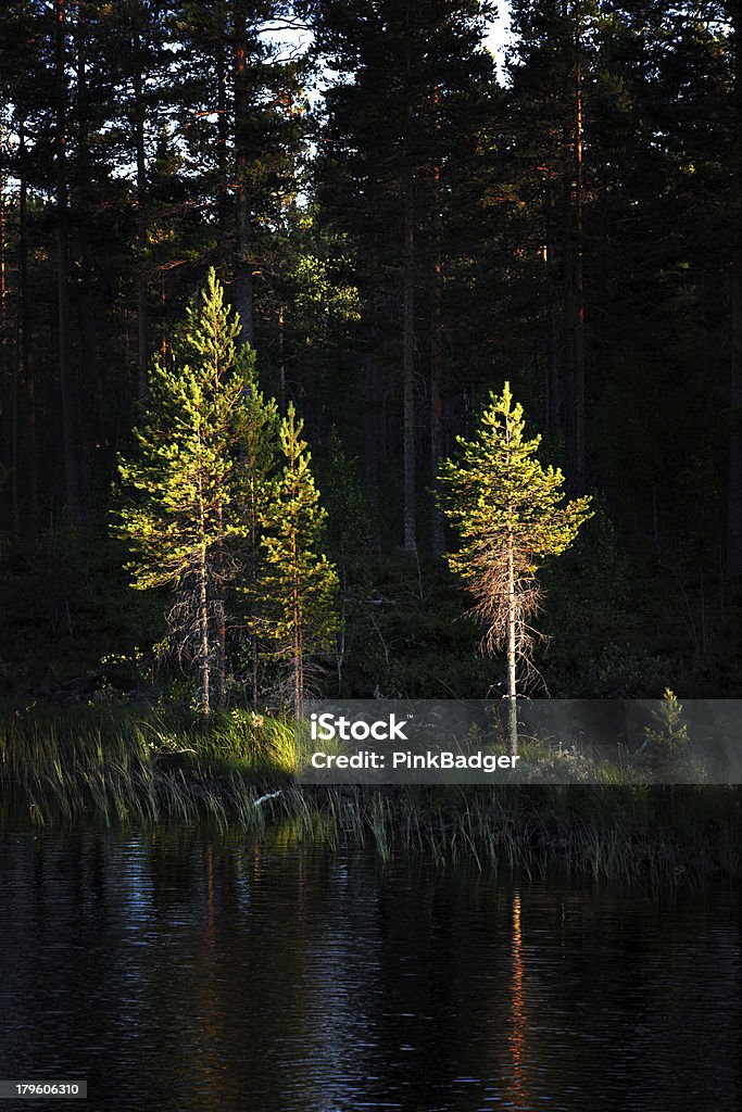 Alberi di pino nella luce del tramonto - Foto stock royalty-free di Acqua