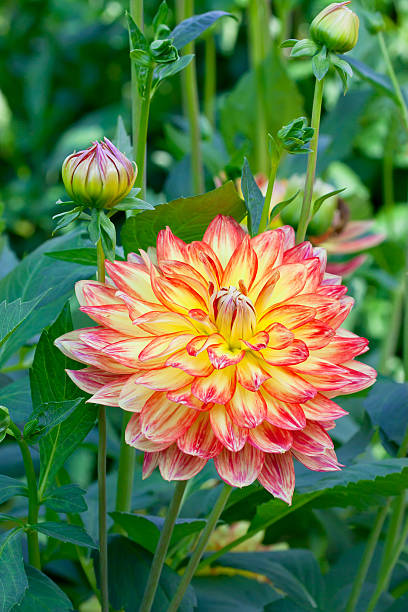 orange dahlia stock photo