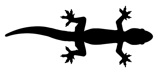Gecko silhouette.