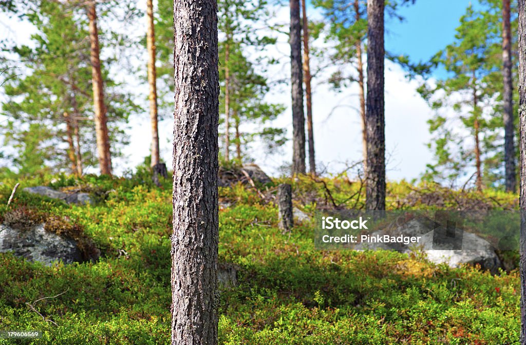 Splendida foresta scandinava - Foto stock royalty-free di Albero