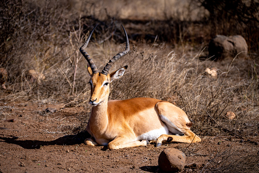 Wild impala close ups in Kruger National Park, South Africa
