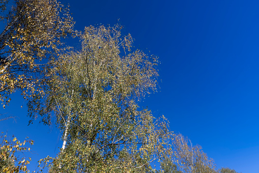 Yellow treetop in autumn
