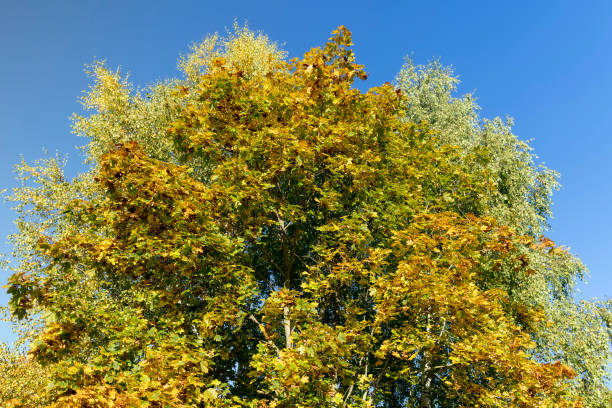 istock Maple tree during the autumn season 1796074134