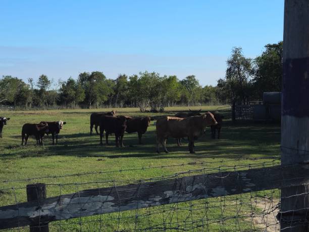 istock Group Of Cows Cattle Behind Barb Wire Fence 1796075853