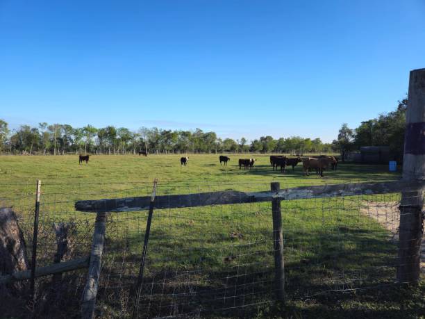 istock Group Of Cows Cattle Behind Barb Wire Fence 1796075952