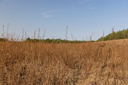 yellow dry grass in a field on a sunny day, drying yellow grass illuminated by sunlight