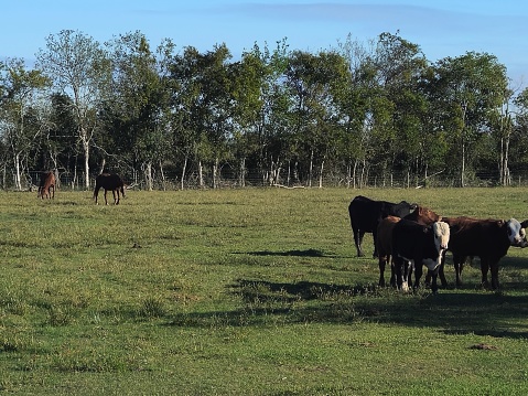Group Of Cows And Horses Grazing On Field On A Farm