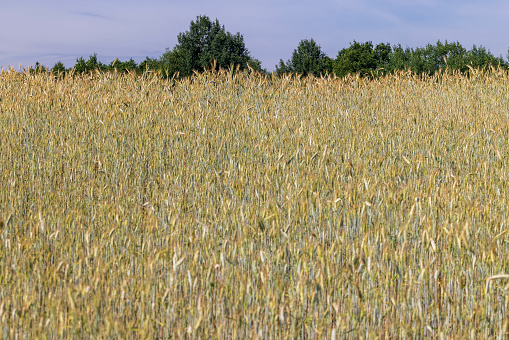 An agricultural field where ripening cereal wheat grows, a cereal field with yellowing wheat plants