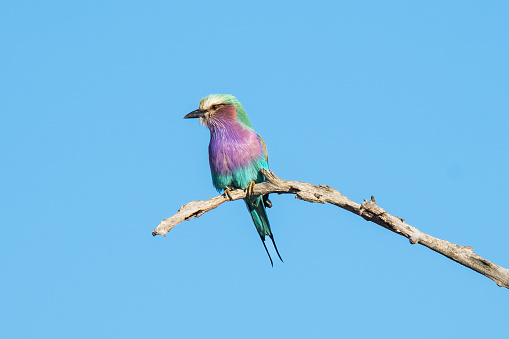 Lilac breasted roller on the branch