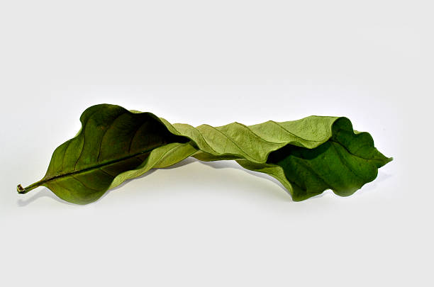 istock Tree leaf about to dried up color changing from green 179609949