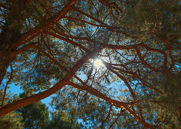 cime des arbres les branches et soleil - poplar tree treetop forest tree photos et images de collection