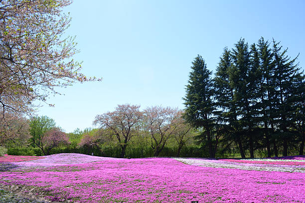 landscape with flowers, pink moss, shibazakura stock photo
