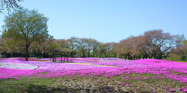 landscape with flowers, pink moss, shibazakura, JAPAN stock photo