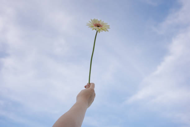 istock nature and landscape concept with gerbera flower and cloudy sky background 1796124006