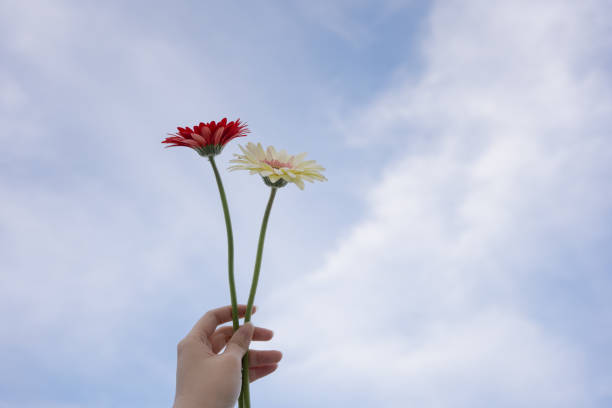 istock nature and landscape concept with gerbera flower and cloudy sky background 1796124523