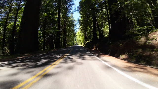Redwood Avenue of Giants Northbound 2 Stephens Grove 05 Front View Driving Plates of North California USA Ultra Wide