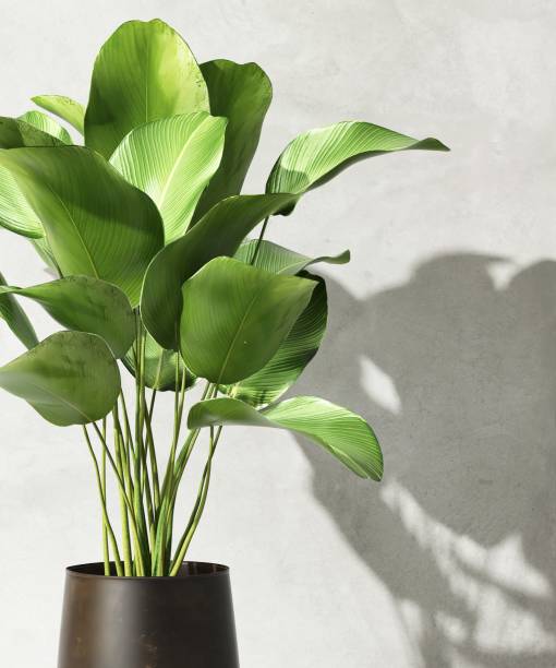 istock Green tropical tree in sunlight with shadow on blank gray polished cement loft wall 1796133685