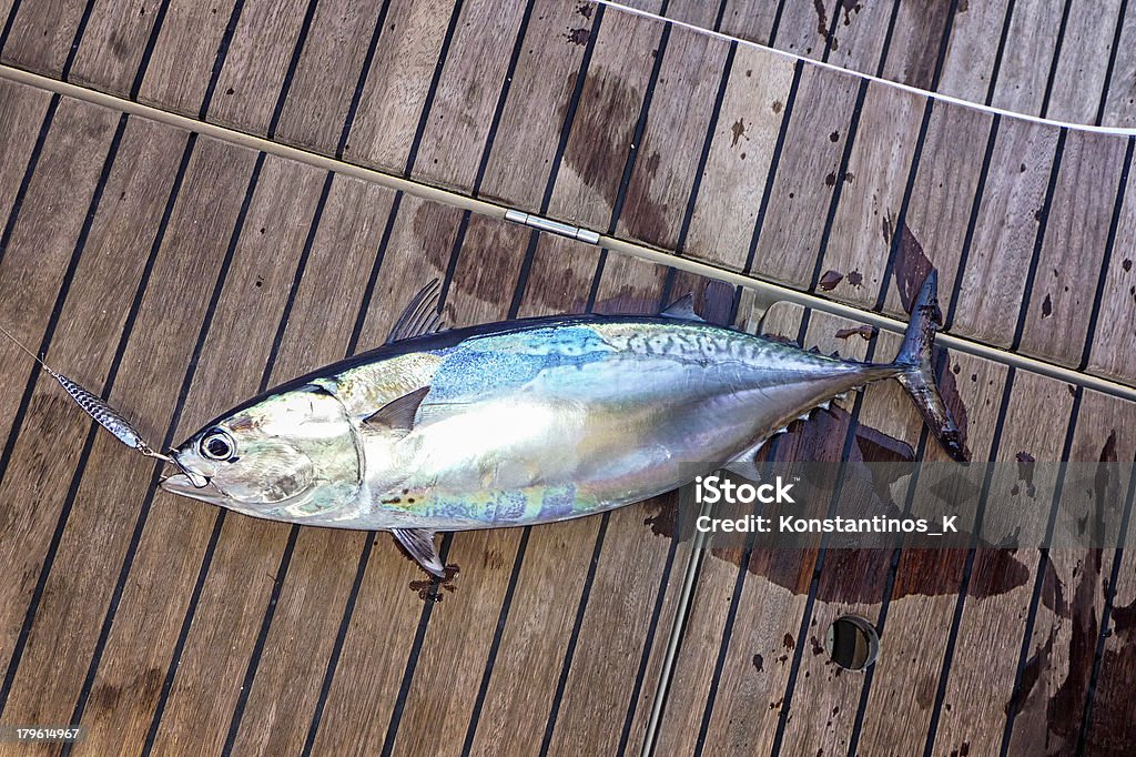 Atún de peces en la terraza de la navegación en yate - Foto de stock de Cubierta libre de derechos