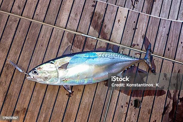 Atún De Peces En La Terraza De La Navegación En Yate Foto de stock y más banco de imágenes de Cubierta