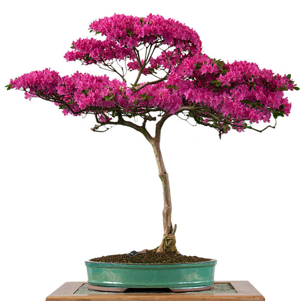 istock Flower of a alpine rose bonsai tree 179617697