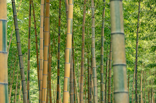 Fresh green bamboo forest