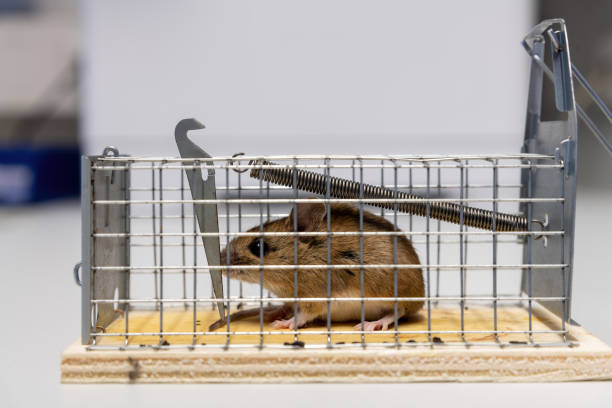 istock Little mouse sits trapped in a wire trap against blurred background 1796189505