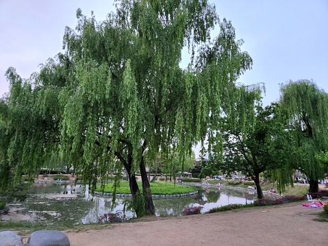 Willow tree in a quiet pond