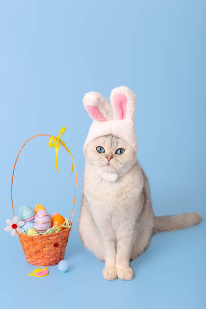 istock white cat in hat with bunny ears and Easter basket with colorful eggs on blue background 1796190073
